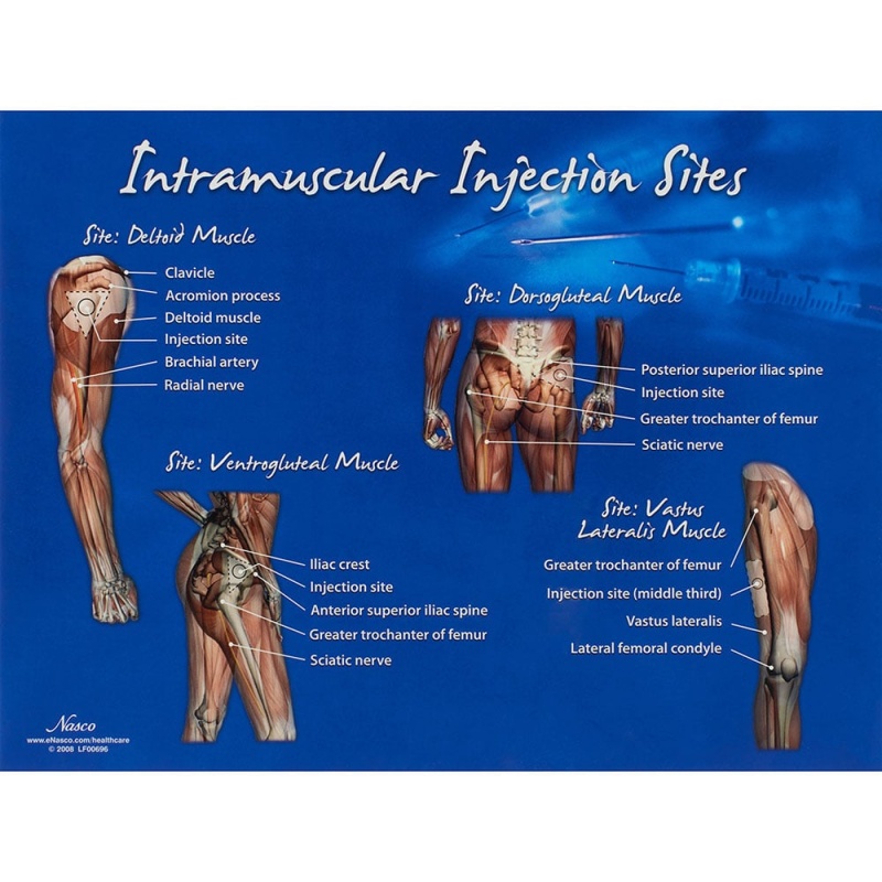 Life/Form Intramuscular Injection Sites Chart