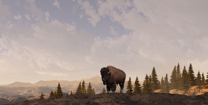 Buffalo On Mountain Giclee