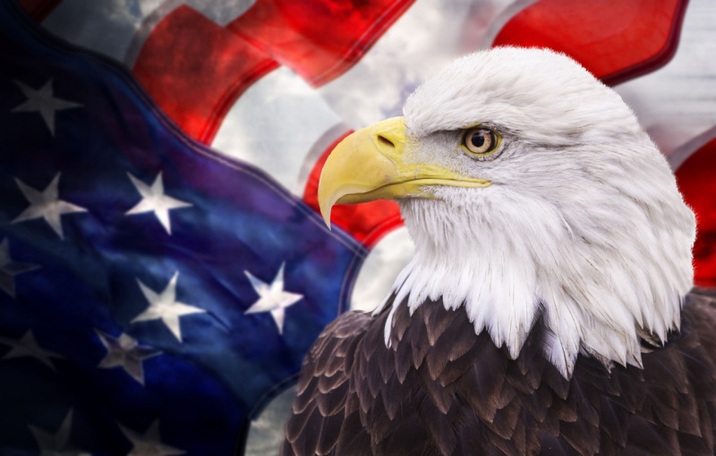 Patriotic Eagle With Flag Giclee