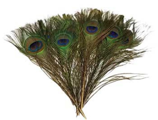 Set of 100 Peacock Feathers - Natural Beauty and Sacred Emblem