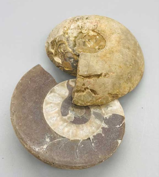 8-2# Ammonite Fossil Pair - A True Natural Wonder