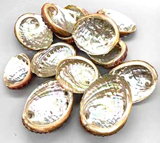 Abalone Shell Incense Burner (Pack of 100)
