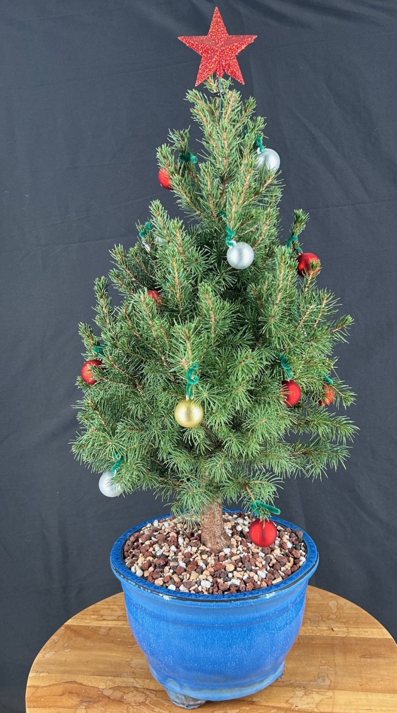 Dwarf Alberta Spruce Bonsai Tree With Holiday Decorations