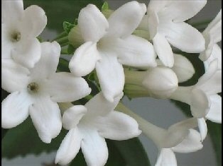 Flowering Arabian Jasmine (Jasminum Sambac)