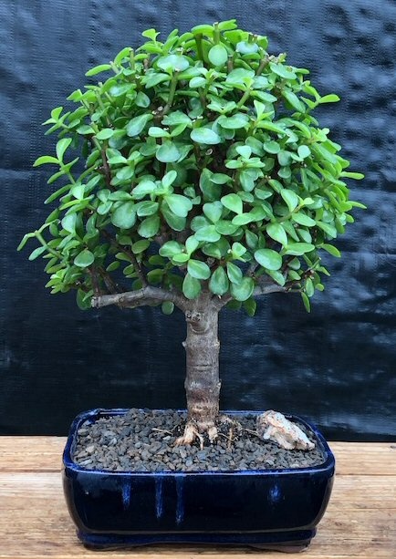 Baby Jade Bonsai Tree - Large (Portulacaria Afra)
