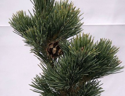 Japanese White Pine Bonsai Tree (Pinus Parviflora 'Aoi')