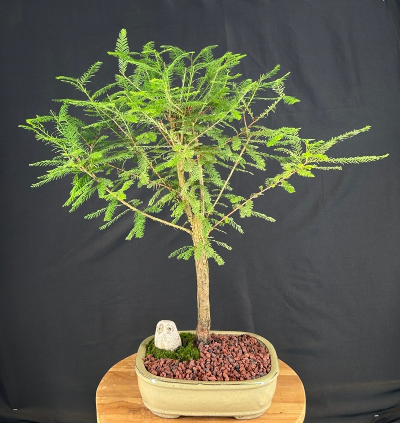 Bald Cypress Bonsai Tree (Taxodium Distichum)