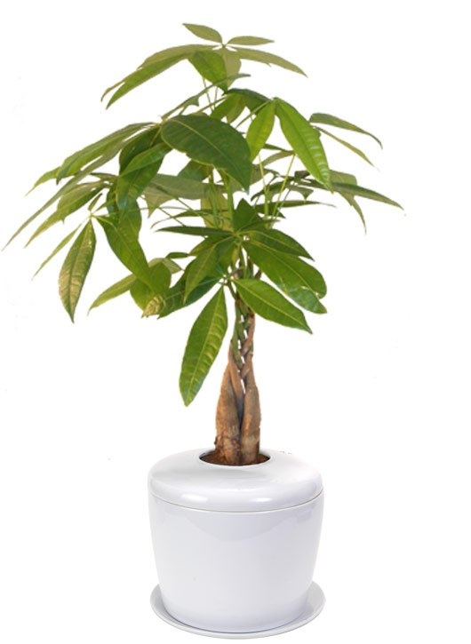 Braided Money Bonsai Tree (Pachira Aquatica)</I> And Porcelain Ceramic Cremation Urn With Matching Humidity / Drip Tray