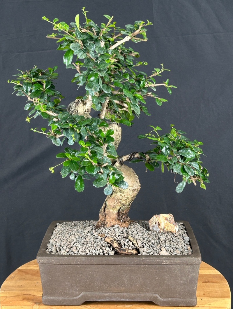 Flowering Fukien Tea Bonsai Tree Curved Trunk (Ehretia Microphylla)