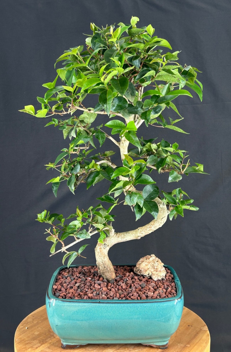 Flowering Crape Myrtle Bonsai Tree Curved Trunk And Tiered Branching ('Lagerstroemia Indica')