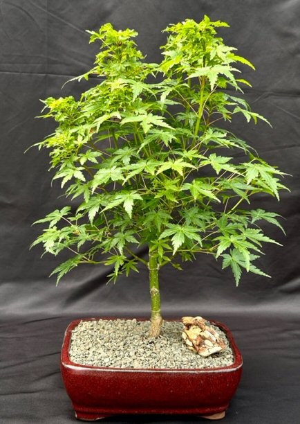 Dwarf Japanese Green Maple Bonsai Tree (Acer Palmatum Dwarf)