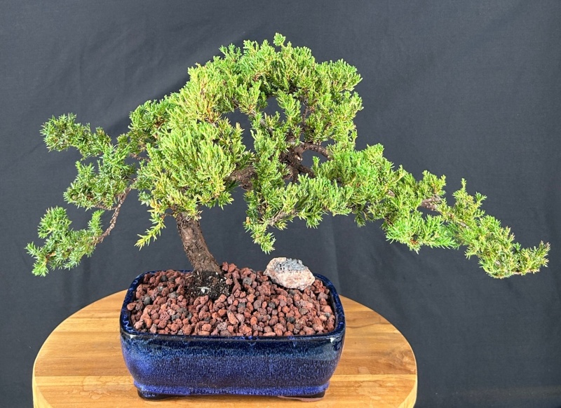 Juniper Bonsai Tree - Trained (Juniper Procumbens Nana)