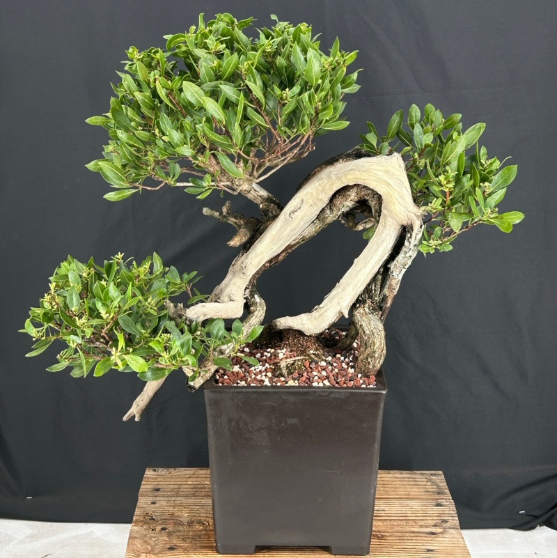 Flowering Buttonwood Bonsai Tree