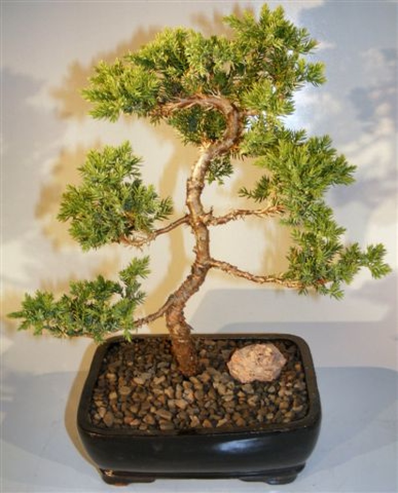 Juniper "Karate Kid" Bonsai Tree