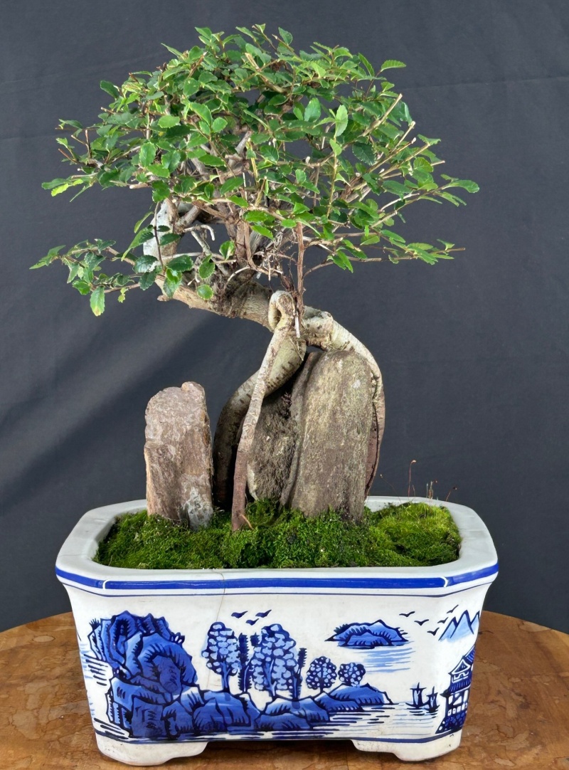 Trained Chinese Elm Bonsai Tree (Ulmus Parvifolia)