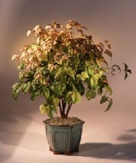 Flowering Heavenly Bamboo Bonsai Tree (Nandina Domestica - 'Firepower')