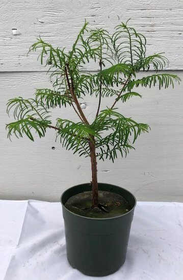 Pre Bonsai Redwood Bonsai Tree - Medium (Metasequoia Glyptostroboides)