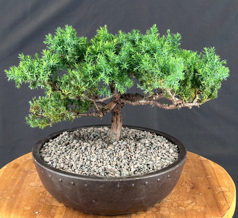 Trained Juniper Bonsai Tree (Juniper Procumbens Nana)