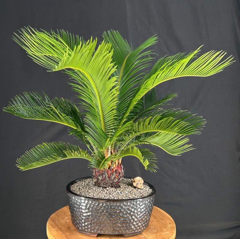Sago Palm Bonsai Tree (Cycas Revoluta)