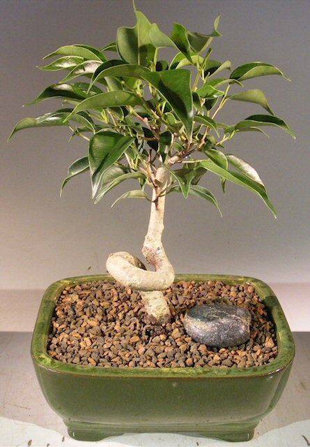 Oriental Ficus Bonsai Tree - Small Coiled Trunk (Ficus Benjamina 'Orientalis')