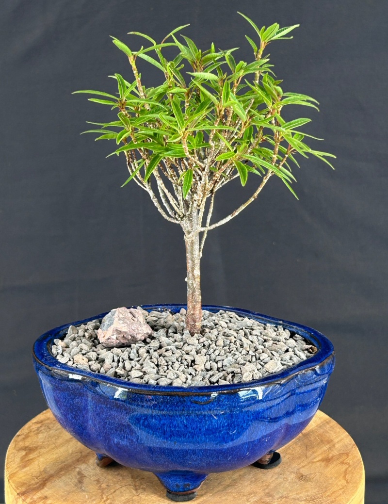 Willow Leaf Ficus Bonsai Tree - Small (Ficus Nerifolia/Salisafolia)