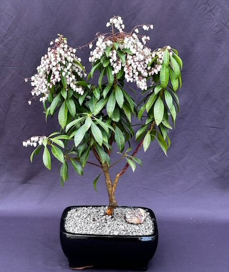 Flowering Mountain Fire Japanese Andromeda Bonsai Tree (Pieris Japonica 'Mountain Fire')