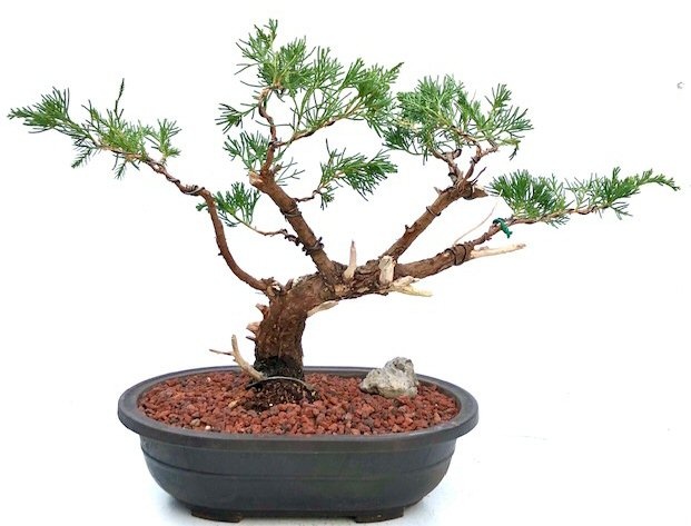 Juniper Bonsai Tree Trained In Jin & Shari Style (Juniperus Chinensis �Parsonii�)