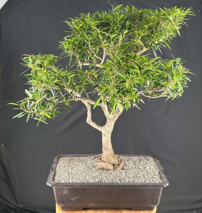 Trained Willow Leaf Ficus Bonsai Tree (Ficus Nerifolia/Salisafolia)