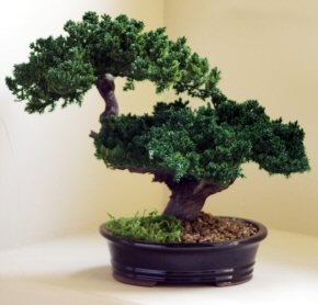 Monterey Juniper Double Trunk Preserved Bonsai Tree (Preserved - Not A Living Tree)