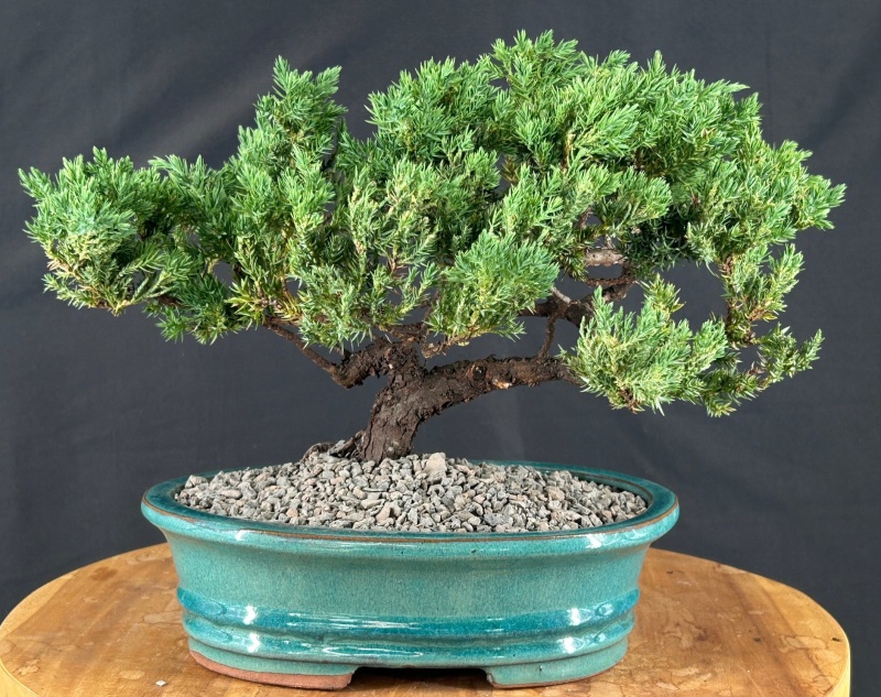 Juniper Bonsai Tree - Trained (Juniper Procumbens Nana)