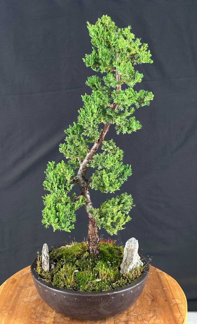Trained Juniper "Karate Kid" Bonsai Tree (Juniper Procumbens Nana)