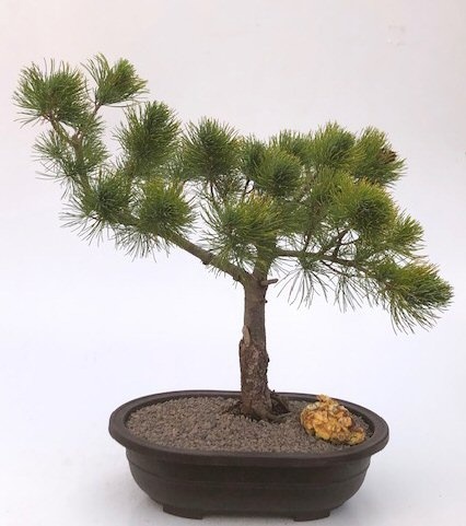 Mugo Pine Bonsai Tree (Pinus Mugo 'Valley Cushion')