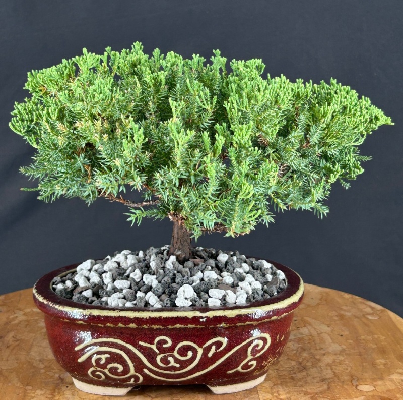 Juniper Bonsai Tree - Trained (Juniper Procumbens Nana)