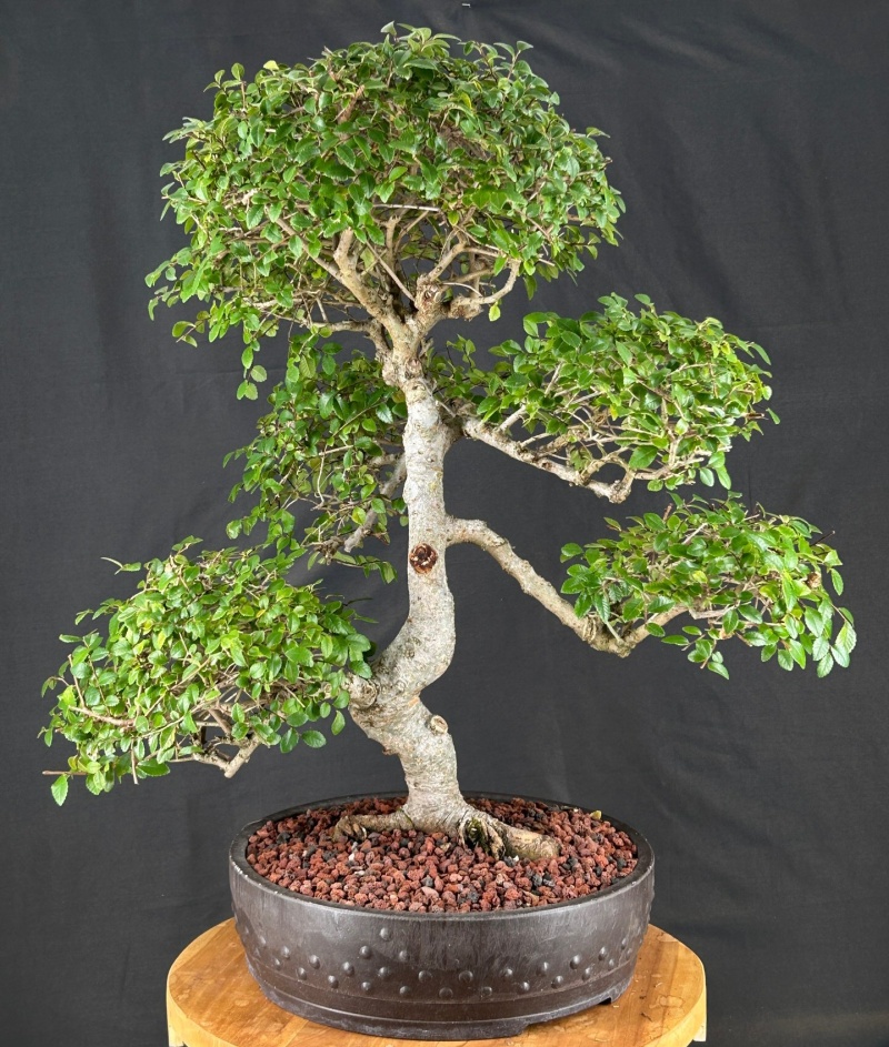 Chinese Elm Bonsai Tree with Curved Trunk and Tiered Branching