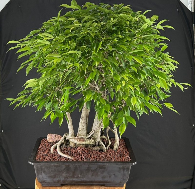 Ficus Philippinensis Bonsai Tree Exposed Root & Banyan Style (Ficus Philippenensis)