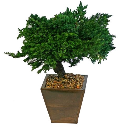 Monterey Juniper 8" Preserved Bonsai Tree (Preserved - Not A Living Tree)