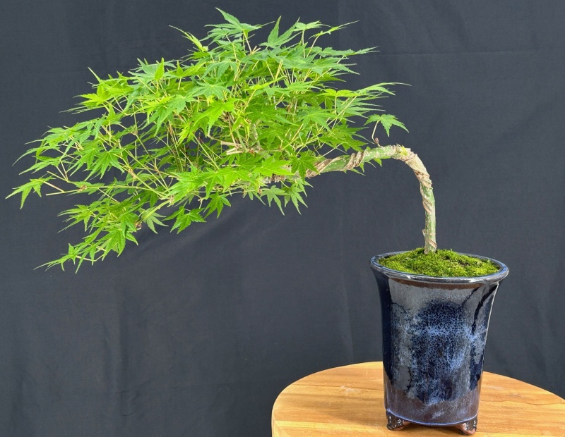 Japanese Green Maple Bonsai Tree Semi Cascade Style (Acer Palmatum)