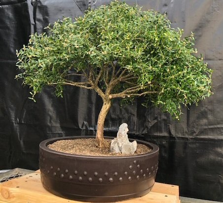 Dwarf English Boxwood Bonsai Tree (Buxus Semperuirens)
