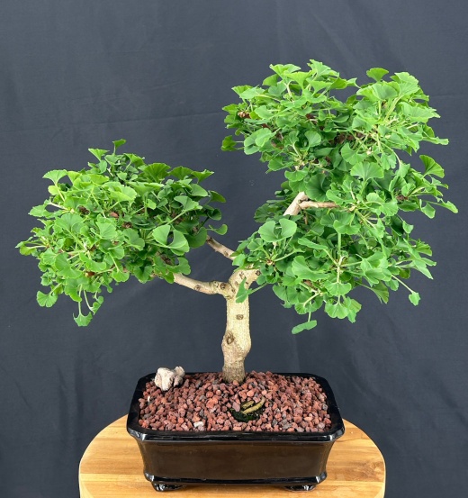 Trained Ginkgo Bonsai Tree (Ginkgo Biloba �Mariken�)
