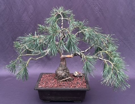 Scotch (Scots) Pine Bonsai Tree (Pinus Sylvestris 'Albyn')