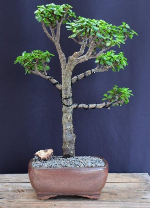 Buy Baby Jade Bonsai Tree (Portulacaria Afra) Online