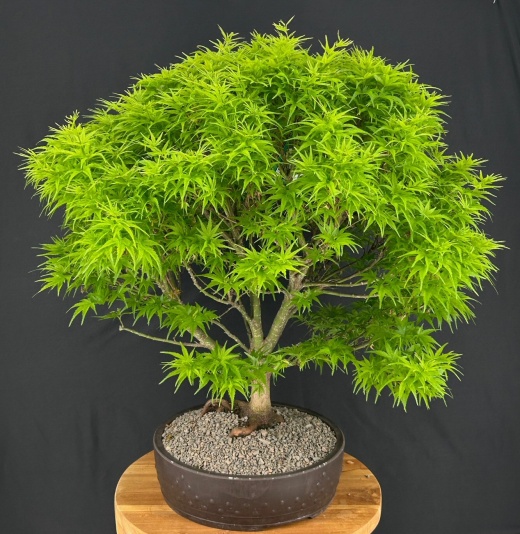 Sharp's Pygmy Dwarf Japanese Maple Bonsai Tree (Acer Palmatum 'Sharps Pygme')