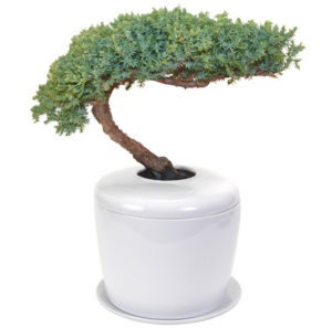 Traditional Windswept Juniper Bonsai Tree (Juniper Procumbens "Nana") And Porcelain Ceramic Cremation Urn With Matching Humidity / Drip Tray
