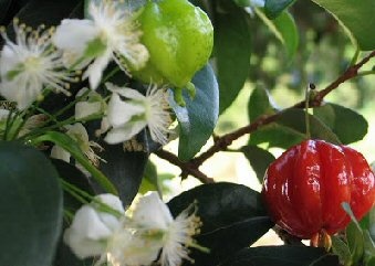 Flowering Surinam Cherry Bonsai Tree (Eugenia Uniflora)