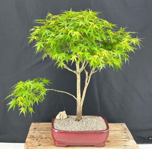 Trained Japanese Green Maple Bonsai Tree (Acer Palmatum)
