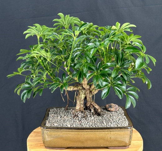 Hawaiian Umbrella Bonsai Tree Banyan Style (Arboricola Schefflera 'Luseanne')