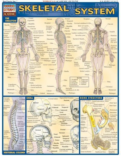 Quickstudy | Skeletal System Laminated Study Guide
