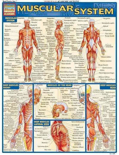 Quickstudy | Muscular System Laminated Study Guide