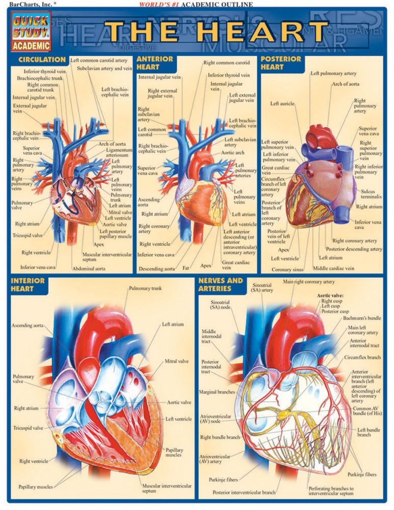Quickstudy | The Heart Laminated Study Guide