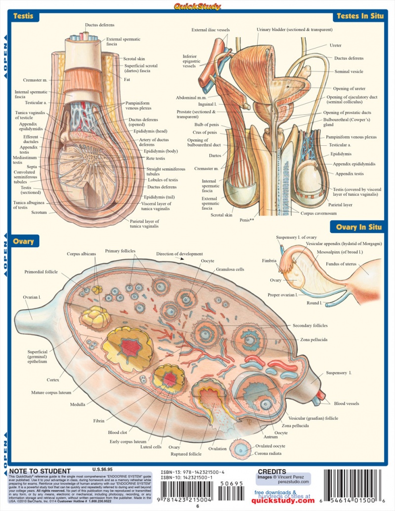Quickstudy | Endocrine System Laminated Study Guide